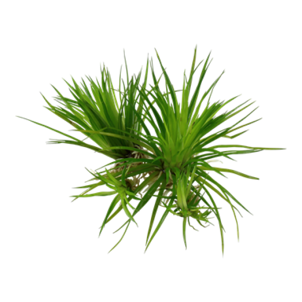 Eriocaulon cinereum/ 1-2-Grow!